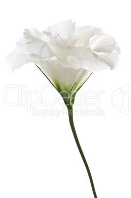 Isolated white flower