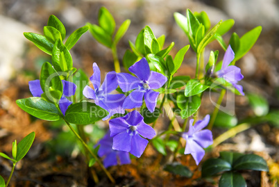 Purple wildflowers closeup