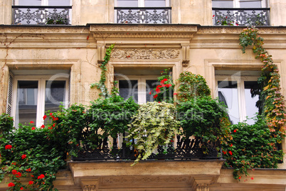 Windows with ivy