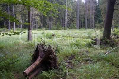 Waldwiese mit Stumpf
