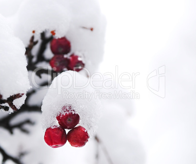 Winter berries