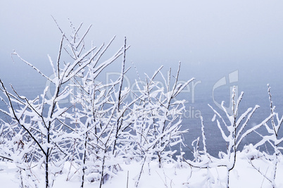 Snowy trees