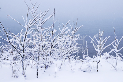 Snowy trees