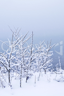 Snowy trees