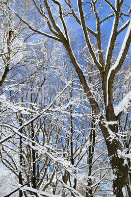 Winter trees and blue sky