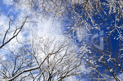 Winter trees and blue sky