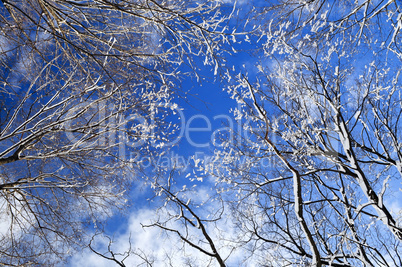 Winter trees and blue sky