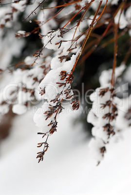 Snowy branches