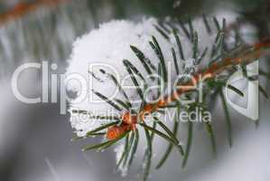 Spruce branch with snow