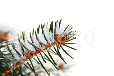 Snowy spruce branch