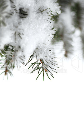 Snowy spruce branches