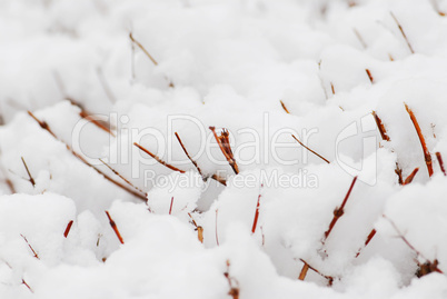 Snow covered shrubs