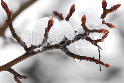 Snow covered branch