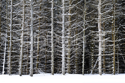 Tree trunks in winter