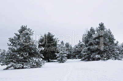 Winter landscape