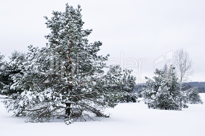 Winter landscape