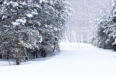 Winter landscape