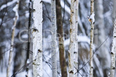 Tree trunks in winter