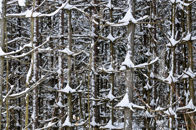 Tree trunks in winter