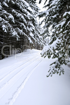 Winter landscape