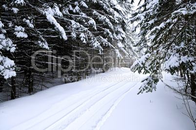 Winter landscape