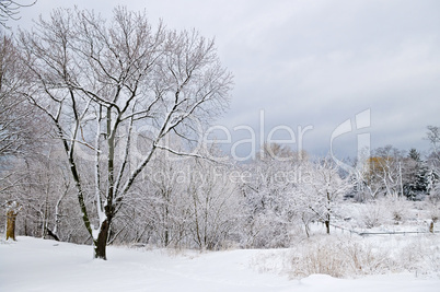 Winter landscape