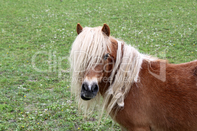 Shetlandpony