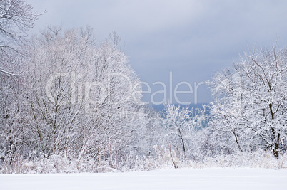 Winter landscape