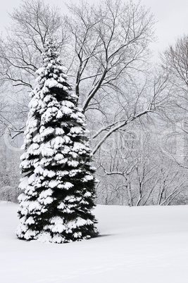 Winter park landscape