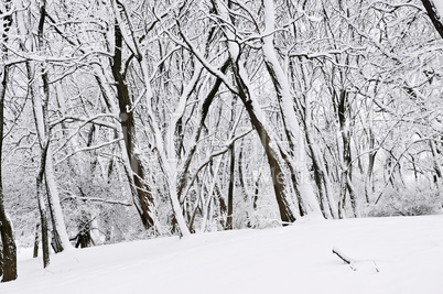 Winter park landscape