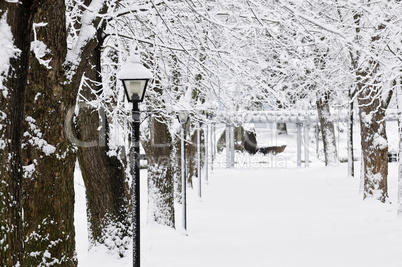 Lane in winter park