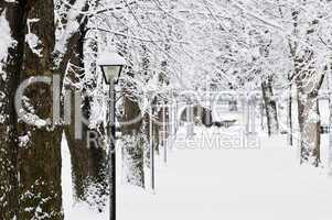 Lane in winter park