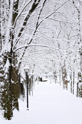 Lane in winter park