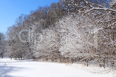 Winter forest