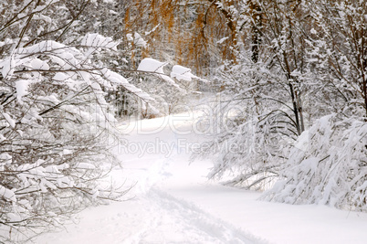 Path in winter forest