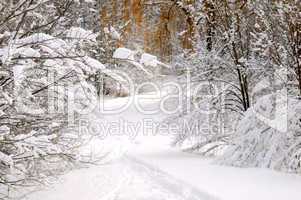 Path in winter forest