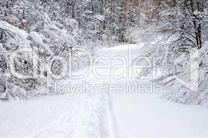 Path in winter forest