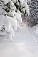 Path in winter forest