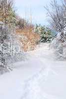 Path in winter forest