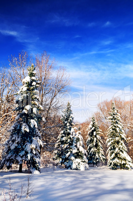 Winter forest