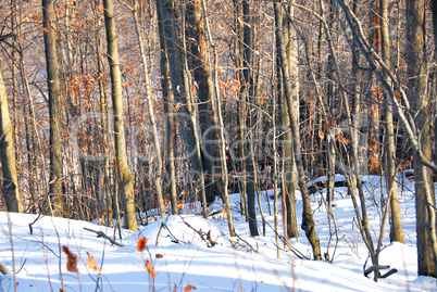 Winter forest