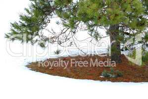 Under winter pine