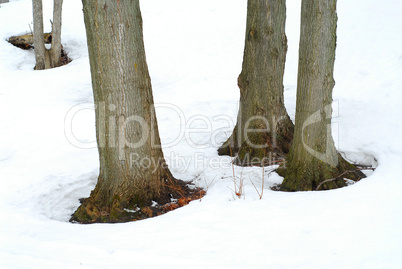 Tree trunks in winter