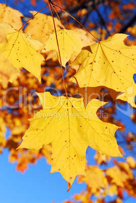 Fall maple leaves