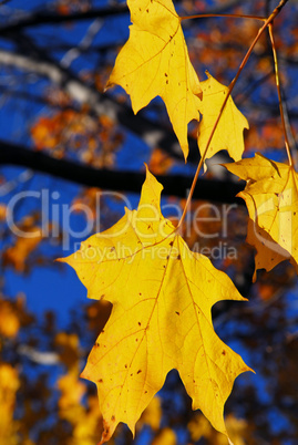 Yellow maple leaves