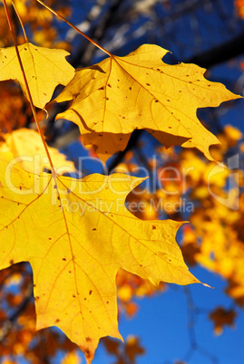 Yellow maple leaves