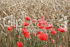 Mohn im Getreidefeld