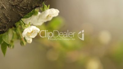 Apple blossom flowers