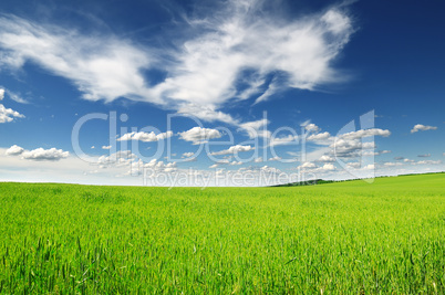 meadow