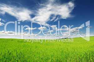 meadow